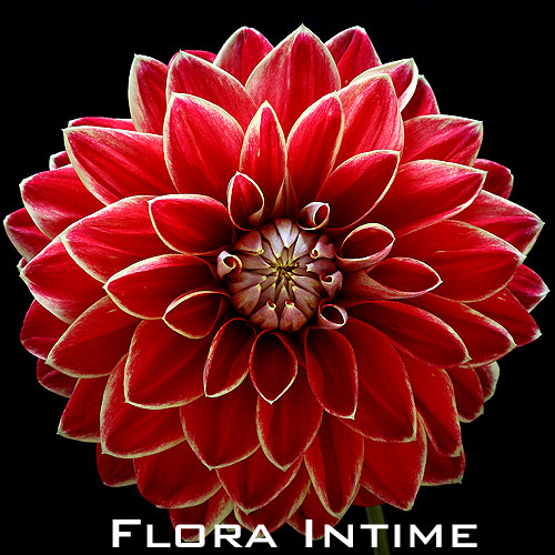 Flowers Intime